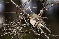 без име ( ID=2581446 ); Коментари:2