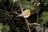 без име ( ID=2581447 ); Коментари:1