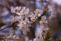 Пролетна цветност; Коментари:7