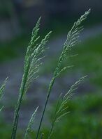 Вятър в тревите; comments:2