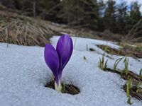 без име ( ID=2581459 ); Коментари:5