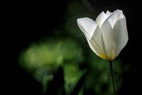 Talk to me...; Коментари:5