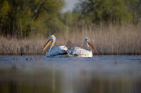 Къдроглави пеликани; Коментари:4