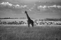 Исполинът; comments:6