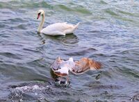 без име ( ID=2581483 ); Коментари:1