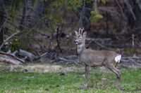 без име ( ID=2581491 ); Коментари:3