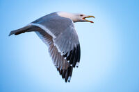 гларус; Коментари:7