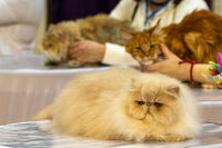 котки; comments:4