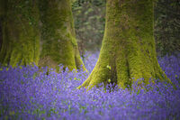 без име ( ID=2581522 ); Коментари:5