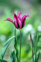 Лалето, което искаше да бъде лилия; Коментари:8