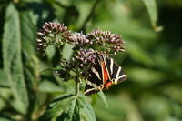 Пеперуда; comments:1