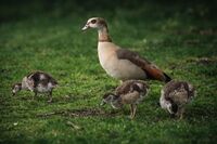 семейна разходка; Коментари:6