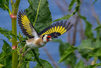 Щиглец край морето..; Коментари:5