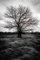 без име ( ID=2581605 ); Коментари:2