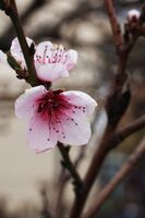 Apricot blossom; Коментари:7