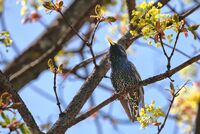 Певецът от парка; Коментари:3