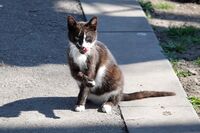 Котка №123; comments:1