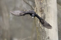 Женски черен кълвач; Коментари:4