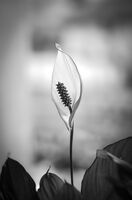 без име ( ID=2581642 ); Коментари:4