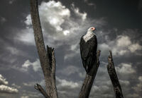 без име ( ID=2581645 ); Коментари:7