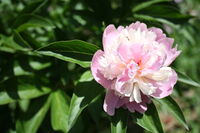 no name ( ID=2581650 ); comments:1