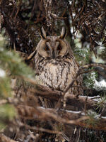 без име ( ID=2581666 ); Коментари:6