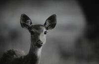 SPRING APRIL PURE LOVA LOVA / Sofia Provance 2o26; Коментари:9