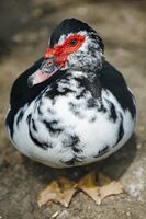 Па-па; Коментари:2