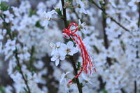 без име ( ID=2581706 ); Коментари:2