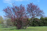 без име ( ID=2581708 ); Коментари:1