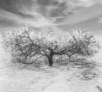 dream; Коментари:6