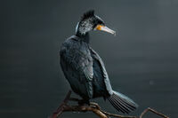 In the thickets of the south...; Коментари:8