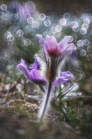 no name ( ID=2581730 ); comments:13