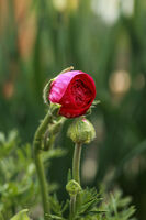 Пролетно 2; Коментари:1