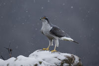 Голям ястреб; Коментари:9