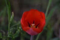 Червено лале; comments:1