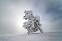 без име ( ID=2581821 ); Коментари:10