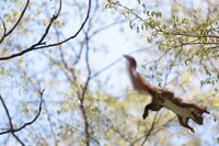 Скоковете на катерицата; Коментари:2