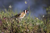 Щиглец; comments:4