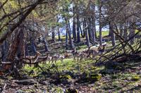 Родопска пролет; comments:3