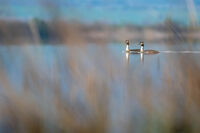 Двама заедно; Коментари:6