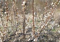 no name ( ID=2581940 ); comments:1