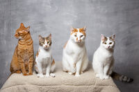 Аз пък ще гледам нататък!; Коментари:7