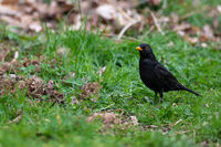Косът (Turdus merula); comments:3