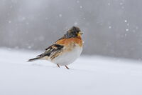 без име ( ID=2581969 ); Няма коментари