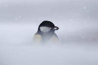 без име ( ID=2581971 ); Коментари:1