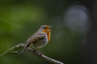 no name ( ID=2581983 ); comments:16