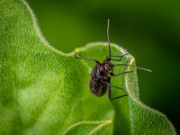 Катерачът; comments:7