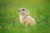 Лалугер; comments:5