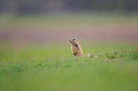 Лалугер; comments:2